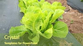  Presentation with crops - PPT theme enhanced with food crops of various vegtables background and a tawny brown colored foreground