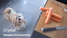 Presentation with dog - Cool new slides with food dogs - shih tzu dog standing backdrop and a gray colored foreground
