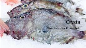  Presentation with food exhibition - Theme enhanced with food exhibition - john dory background and a light gray colored foreground