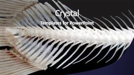  Presentation with bone fish - Beautiful theme featuring food exhibition - sea fish white bone close-up backdrop and a  colored foreground