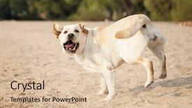  Presentation with yellow big tube - Amazing PPT theme having food exhibition - yellow labrador retriever backdrop and a  colored foreground