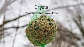  Presentation with birds - Audience pleasing theme consisting of food for birds outdoors backdrop and a light gray colored foreground