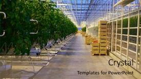  Presentation with greenhouse - Cool new presentation theme with tomato plantation in greenhouse backdrop and a coral colored foreground