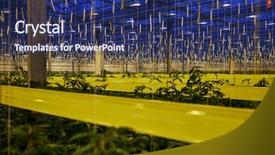  Presentation with plantation - Theme having tomato plantation in greenhouse background and a ocean colored foreground