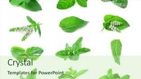  Presentation with mint - PPT layouts enhanced with food garnish - collage with set of fresh background and a  colored foreground