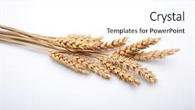  Presentation with cereal grains - Presentation design with food grains - cereal plant on the white background and a white colored foreground