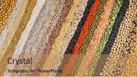  Presentation with soybeans - Audience pleasing slide deck consisting of food grains - colorful striped rows of dry backdrop and a coral colored foreground