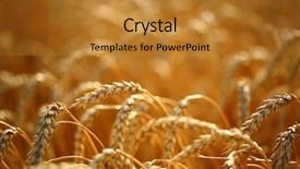  Presentation with food grains - Audience pleasing slide set consisting of food grains - golden ears of wheat backdrop and a  colored foreground