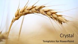  Presentation with ears - Presentation design featuring food grains - golden ears of wheat background and a coral colored foreground