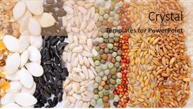  Presentation with cereal grains - Colorful slide set enhanced with food grains cultivation - colorful cereal seeds background backdrop and a coral colored foreground