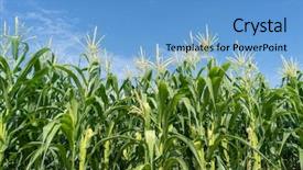  Presentation with corn field - PPT theme consisting of food grains cultivation - corn field plantation in sunny background and a teal colored foreground