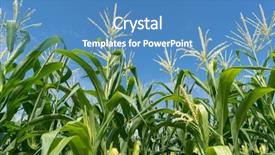  Presentation with corn field - Beautiful PPT layouts featuring food grains cultivation - corn field plantation in sunny backdrop and a teal colored foreground