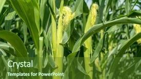  Presentation with food grains - Colorful PPT theme enhanced with food grains cultivation - corn field plantation in sunny backdrop and a tawny brown colored foreground