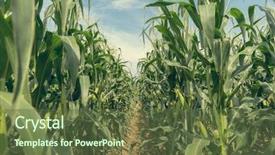  Presentation with food grains - PPT layouts having food grains cultivation - corn field plantation in sunny background and a tawny brown colored foreground