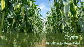  Presentation with food grains - Cool new PPT layouts with food grains cultivation - corn field plantation in sunny backdrop and a tawny brown colored foreground
