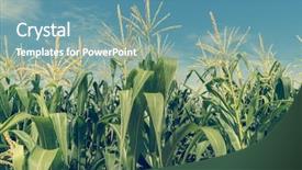  Presentation with food grains - Slide deck enhanced with food grains cultivation - corn field plantation in sunny background and a teal colored foreground