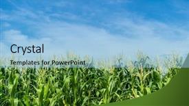  Presentation with corn field - Amazing PPT theme having food grains cultivation - corn field plantation in sunny backdrop and a light blue colored foreground