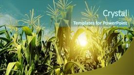  Presentation with corn field - Slide deck with food grains cultivation - corn field plantation in sunrise background and a ocean colored foreground