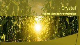  Presentation with corn field - Audience pleasing slide deck consisting of food grains cultivation - corn field plantation in sunrise backdrop and a tawny brown colored foreground