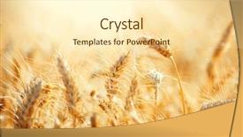  Presentation with food grains - Slides enhanced with food grains cultivation - field of dry golden wheat background and a cream colored foreground