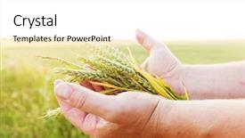  Presentation with agriculture field - Slides with food grains cultivation - fresh green cereal grain background and a white colored foreground