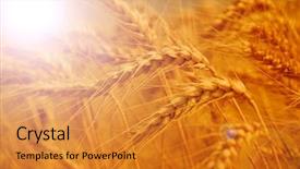  Presentation with wheat - PPT theme enhanced with food grains cultivation - golden wheat closeup background and a gold colored foreground