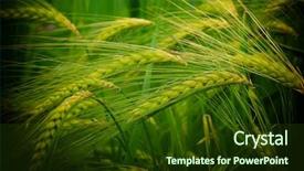  Presentation with wheat - Slides having food grains cultivation - green wheat detail background and a tawny brown colored foreground