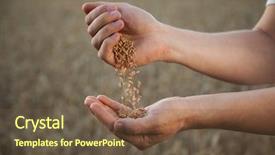  Presentation with wheat - Beautiful theme featuring food grains cultivation - man pours wheat from hand backdrop and a tawny brown colored foreground