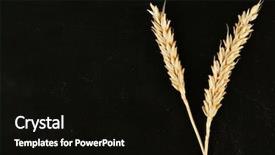  Presentation with black feminism - Amazing presentation having food grains cultivation - spikelets of wheat on black backdrop and a black colored foreground
