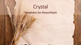  Presentation with food grains - Amazing slide deck having food grains cultivation - spikelets of wheat with paper backdrop and a lemonade colored foreground