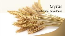  Presentation with ears - Slides with futsal competition - photo of white line on background and a  colored foreground.