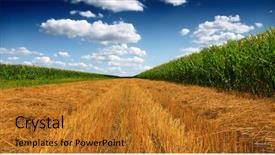  Presentation with grain corn - Colorful theme enhanced with food grains cultivation - stubble field after cutting grain backdrop and a gold colored foreground