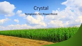  Presentation with grain corn - PPT theme having food grains cultivation - stubble field after cutting grain background and a light blue colored foreground