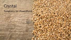  Presentation with wood grain - Cool new presentation theme with food grains cultivation - wheat grain on wood texture backdrop and a coral colored foreground