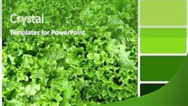  Presentation with lettuce - Beautiful theme featuring food groups chart - background closeup of curly lettuce backdrop and a shamrock green colored foreground