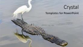  Presentation with nile river - Audience pleasing presentation theme consisting of food hunt in the river backdrop and a light gray colored foreground