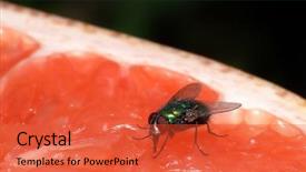 Presentation with fly - Presentation theme with food hygiene - fly feeding on a fresh background and a red colored foreground