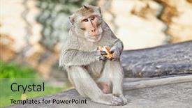  Presentation with monkey - Slide set consisting of food indonesia - monkey eating piece of bread background and a  colored foreground