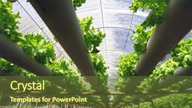  Presentation with plantation - PPT theme featuring hydroponic plantation background and a tawny brown colored foreground