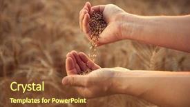  Presentation with wheat - Presentation design having food grains cultivation - man pours wheat from hand background and a tawny brown colored foreground
