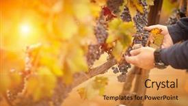  Presentation with wine - Beautiful slide deck featuring food inspection - farmer inspecting his wine grapes backdrop and a gold colored foreground