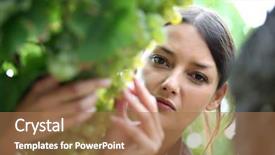  Presentation with vineyard - Colorful PPT theme enhanced with guies - background concept wordcloud illustration of backdrop and a light gray colored foreground