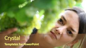  Presentation with christian harvest - Theme consisting of food inspection - young woman inspecting grape harvest background and a  colored foreground