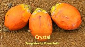  Presentation with alkaloids - Audience pleasing slide deck consisting of food intoxication - areca catechu are popular backdrop and a tawny brown colored foreground