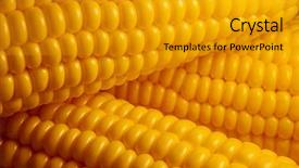  Presentation with biomass corn - PPT layouts with food line - corn background background and a gold colored foreground