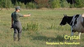  Presentation with cow - Colorful slide deck enhanced with food military - german soldier want to kill backdrop and a  colored foreground