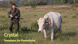  Presentation with cow - Cool new theme with food military - german soldier want to kill backdrop and a  colored foreground