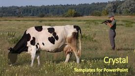  Presentation with boned t bone steak cow - PPT theme consisting of food military - german soldier want to kill background and a  colored foreground