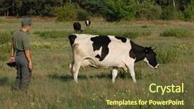  Presentation with cow - Beautiful presentation theme featuring food military - german soldier want to kill backdrop and a  colored foreground