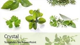  Presentation with gallery - PPT theme with food montage - collection of fresh herbs isolated background and a soft green colored foreground